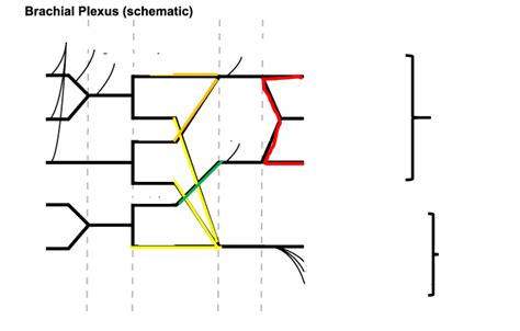 Branches Of The Brachial Plexus Cadaver Diagram Quizlet My Xxx Hot Girl