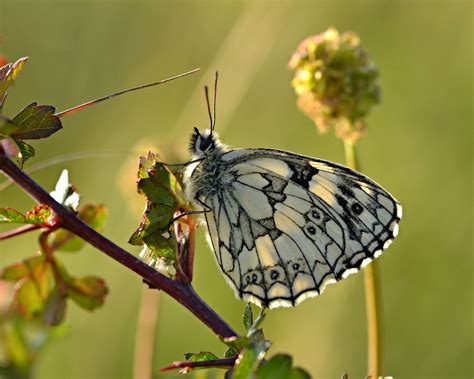 Marbled White Melanargia Galathea Butterfly Conservation Insect