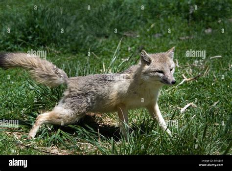 Swift Fox Vulpes Velox Stock Photo Alamy