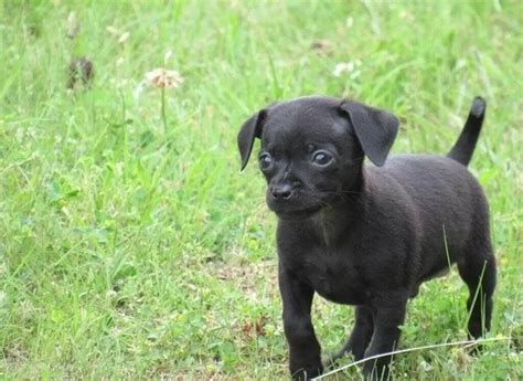 11 Small Dogs That Are Black The Ultimate Guide All About My Small Dog