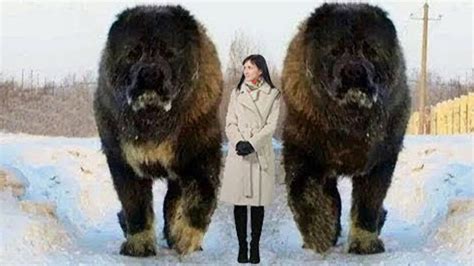 10 Abnormally Large Dogs Around The World Huge Dogs Big Dog Breeds
