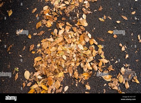 Fallen Leaves On Pavement In Leyton East London Stock Photo Alamy