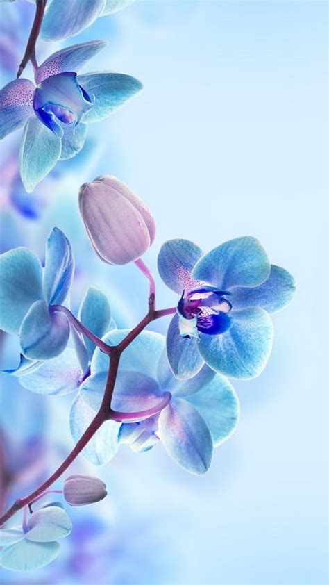 Flower wallpaper plant wallpaper tree wallpaper dried leaves wallpaper. 3D Flower HD Wallpapers For Mobile | 2021 Cute Wallpapers
