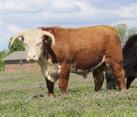 For Sale 2 Hereford Bulls Cattle Exchange