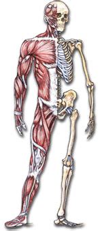 Almost every muscle constitutes one part of a pair of identical bilateral. Quia - Class Page - Unit 7: THE HUMAN BODY