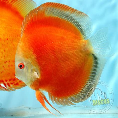 Golden San Merah Discus Fish Aquarium Fish Discus Aquarium