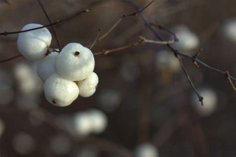 Snowberries Golly G Flickr