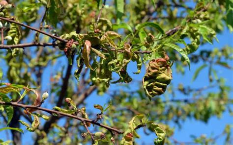 12 Ways To Treat Curling Leaves On Apple Trees Easily