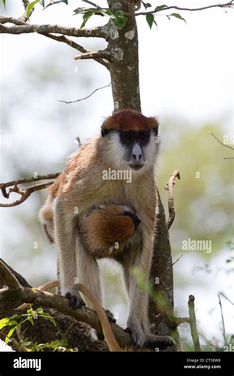 Female Patas Monkey Erythrocebus Patas With Baby Murchison Falls