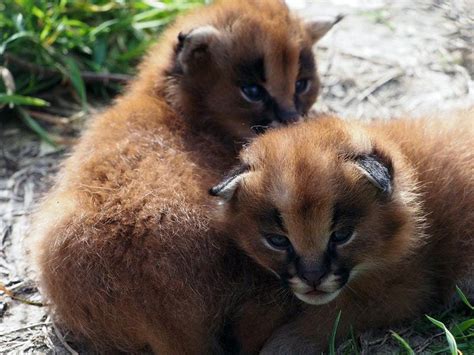 African Wild Cat Kittens Born At Devon Zoo Guernsey Press