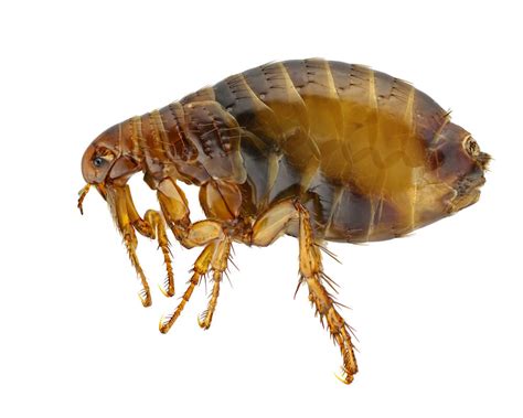Fleas Premier Pest Control