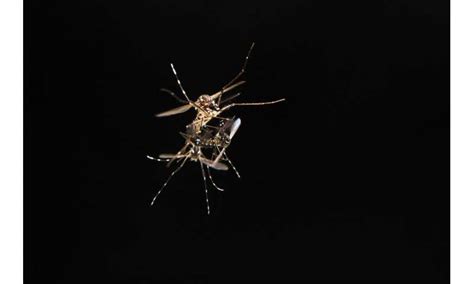 Mosquito Sex Protein Could Provide Key To Controlling Disease