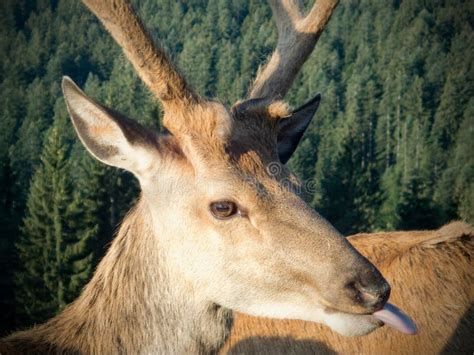 Domesticated Deer On A Farm In The Alps Stock Image Image Of Foliage
