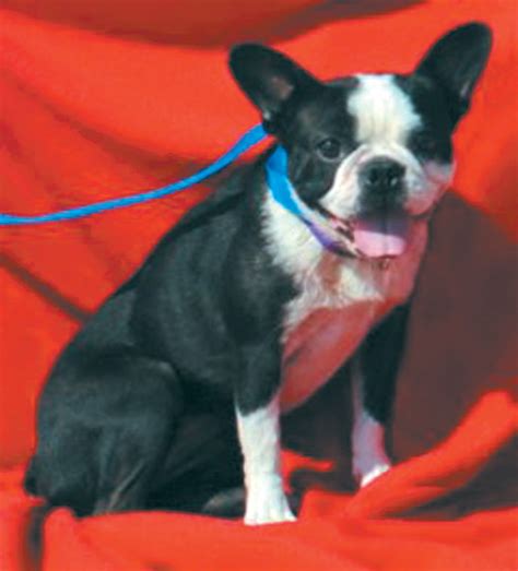 Local animal rescue group finds new homes for Boston ...