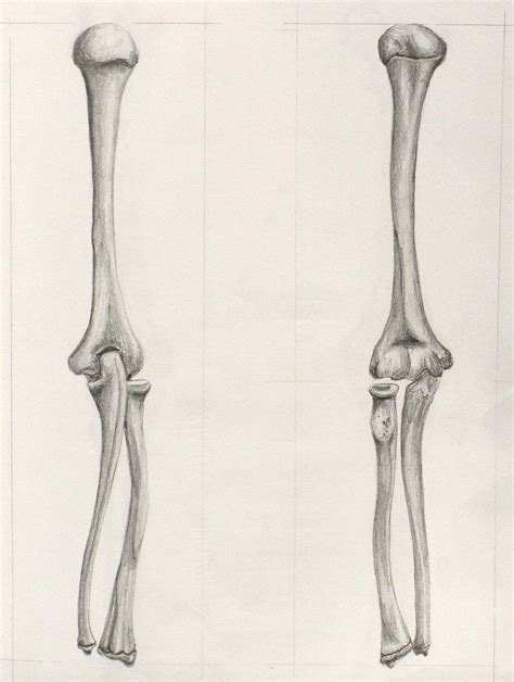 The bones of the human arm, like those of other primates, consist of one long bone , the humerus , in the arm. bone drawings - Google Search | Skeleton drawings, Arm ...