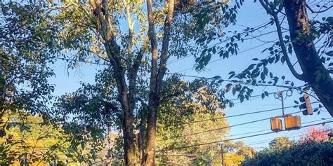 Who Is Responsible For Tree Limbs On Power Lines In Georgia Southern