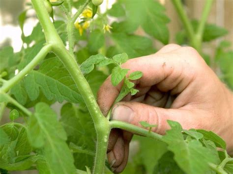 Remove Suckers Tips For Growing Tomatoes Growing Veggies Growing