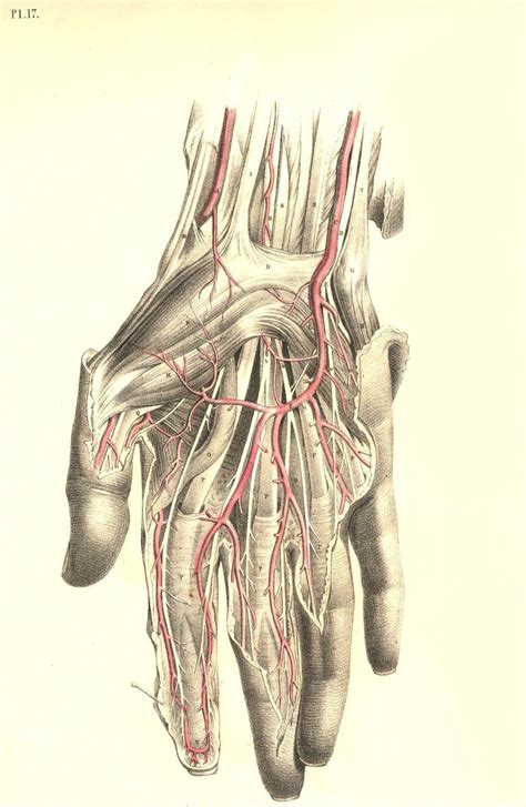Plate 17 Surgical Dissection Of The Wrist And Hand From Surgical
