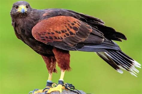 14 Species Of Hawks In Texas With Pictures Bird Feeder Hub