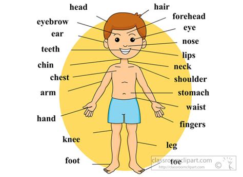 Anatomy Boy Body Anatomy Body Parts Labeled Classroom