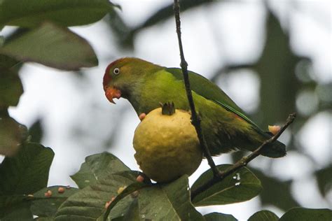 Sri Lanka Hanging Parrot Loriculus Beryllinus Photo Call And Song