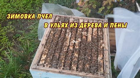 пчеловодство, зимовка пчел в ульях из дерева и пены, здравствуй ...