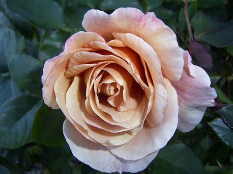 long stemmed rose hybrid tea julia s rose 175mm pot dawsons garden world