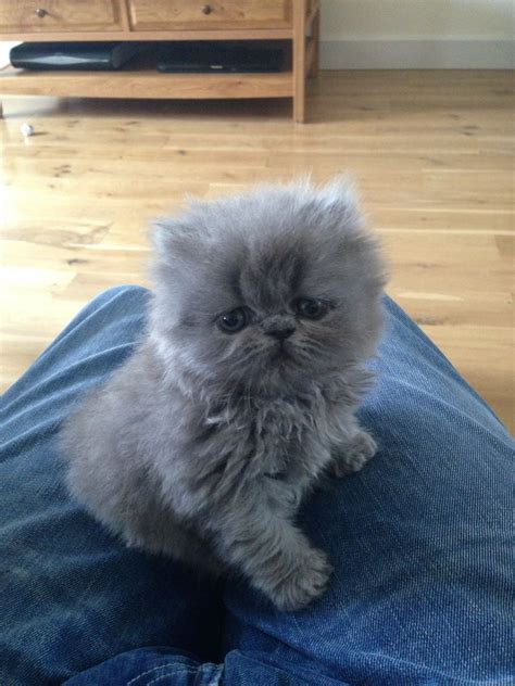 Cute Grey Persian Kittens