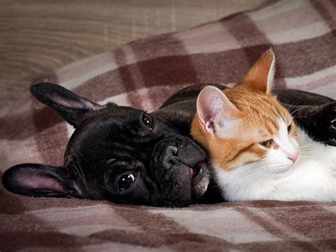 Maybe you would like to learn more about one of these? Are Dogs Really Smarter Than Cats?