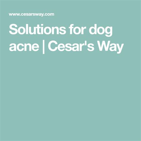 Solutions For Dog Acne What Causes Acne For Dogs Cesars Way Dog