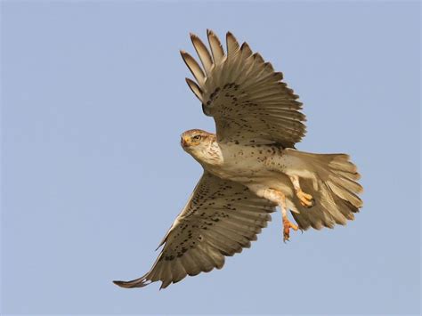 Ferruginous Hawk In Flight Birdnote
