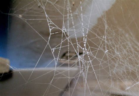 Black Widow Spider Web The Bug Guy Pest Control Okc