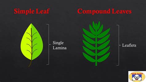 Types Of Leaves Simple And Compound Leaves Pinnately And Palmately