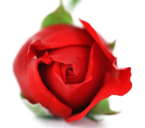 Premium Photo Beautiful Red Rose Bud Isolated On White