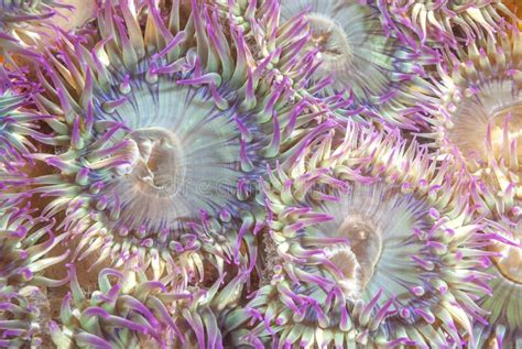 Sea Anemones Stock Image Image Of Colorful Creature 30875057