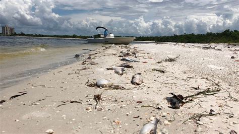 Floridas Red Tide Is Killing Hundreds Of Sea Animals Teen Vogue