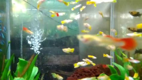 Woww,,,aquarium hias cantik dari semen/ornamental quarium from cement. Ikan guppy dalam akuarium - YouTube