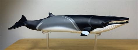 Minke Whale Animal Toy Blog