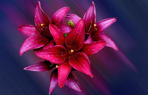 20 Perfect Spring Wallpaper Lily You Can Download It For Free