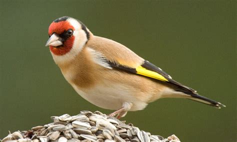 10 Finches Found In Florida Wild Bird Scoop