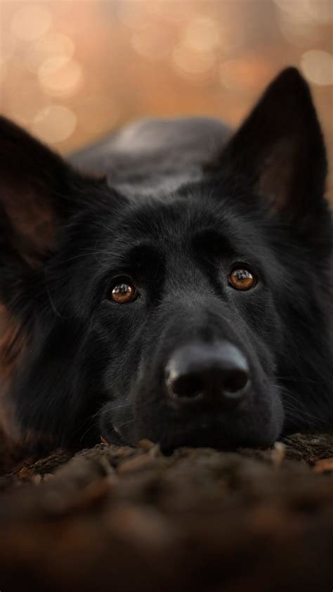German Shepherd Black Pet Dog Free 4K Ultra HD Mobile ... Explore the 512 mobile wallpapers associated with the tag puppy and download freely everything you like!