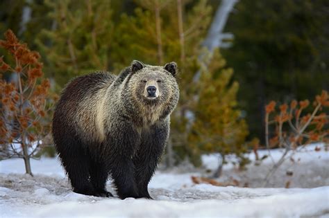 Silvertip Grizzly Bear Ursus Arctos Yellowstone National Park