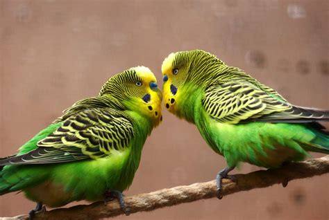 Breeding Budgies And Everything You Need To Know