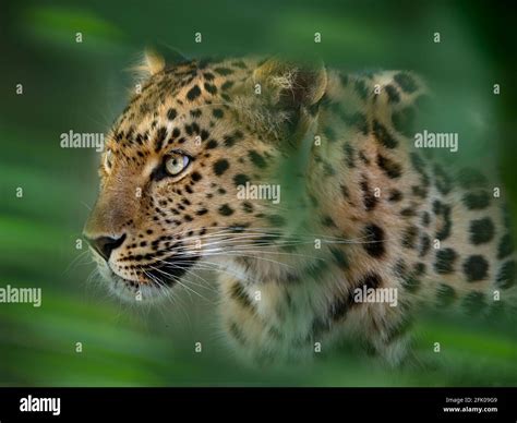 Wilde Leoparden Fotos Und Bildmaterial In Hoher Auflösung Alamy