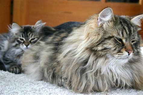 Siberian Forest Cat Personality And Temperament Pets4good Best Pets