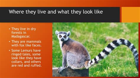 Ppt Lemurs Powerpoint Presentation Free Download Id2310175