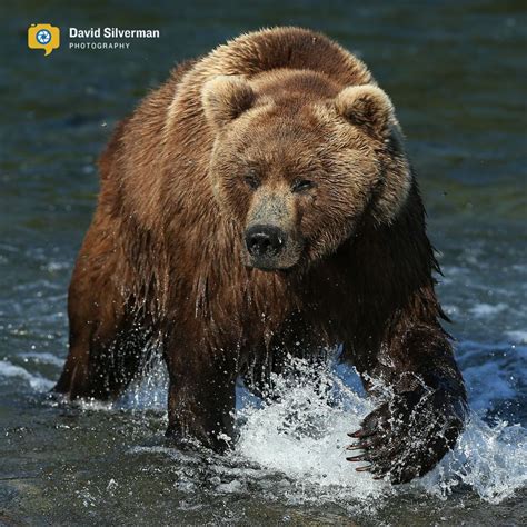 Grizzly Bear Alaska Bears Pinterest
