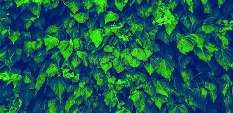 Abstract Blue And Green Leaves Background Stock Photo Image Of