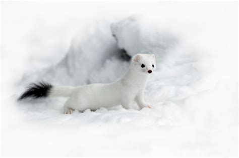 Ermine Stoat Mustela Erminea In Winter Coat Stoat Animals