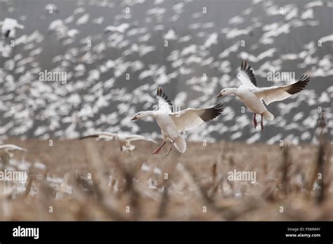 Snow Geese Flying Over A Cornfield Stock Photo Alamy